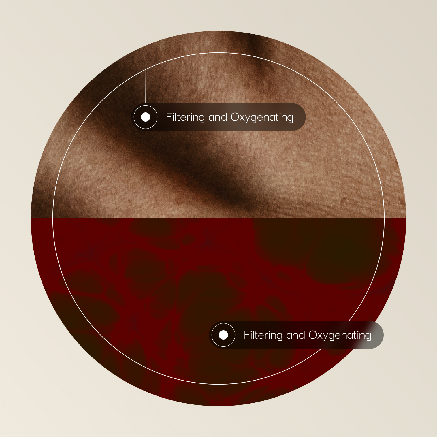 Circular graphic illustrating filtration and oxygenation in IV and IM delivery