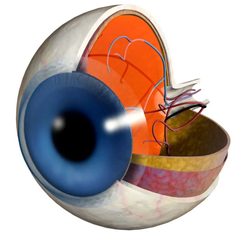 Cutaway 3D anatomy of a human eye showing the iris, retina and optic nerve