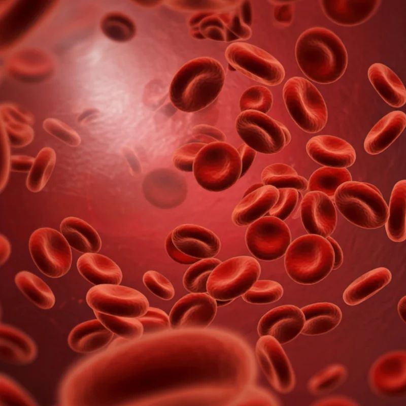 Close-up 3D render of red blood cells flowing through a blood vessel
