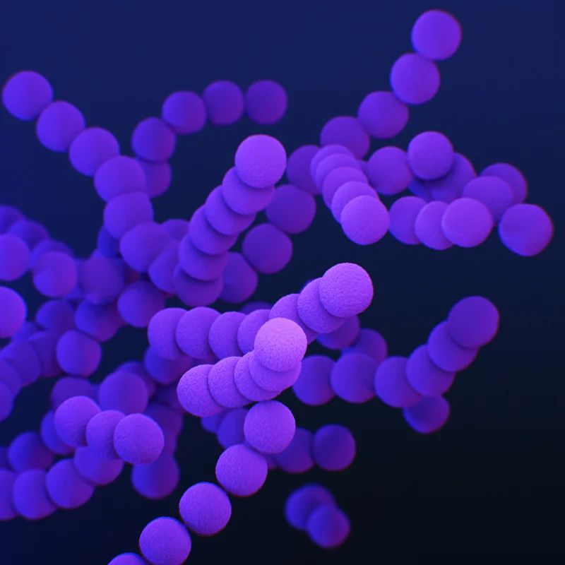 3D render of purple bacteria in chains against a dark blue background